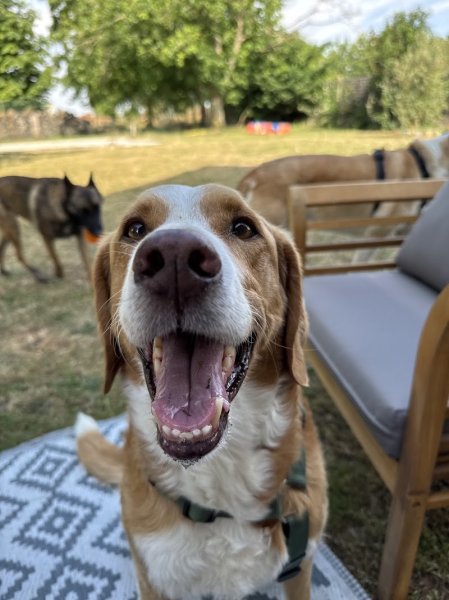 ANITEAM | Éducation & comportement canin - photo 1