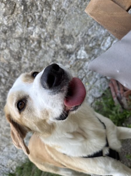 ANITEAM | Éducation & comportement canin - photo 2