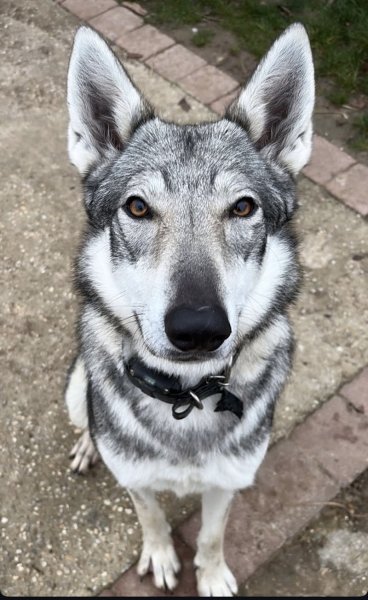 Symbiose Homme Animal - Educatrice Comportementaliste Canin Félin - photo 2