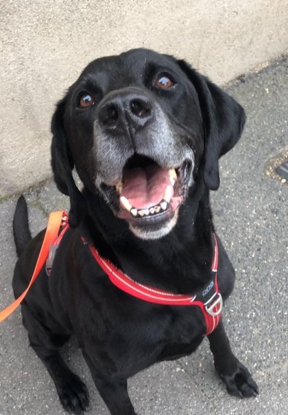 Symbiose Homme Animal - Educatrice Comportementaliste Canin Félin - photo 3