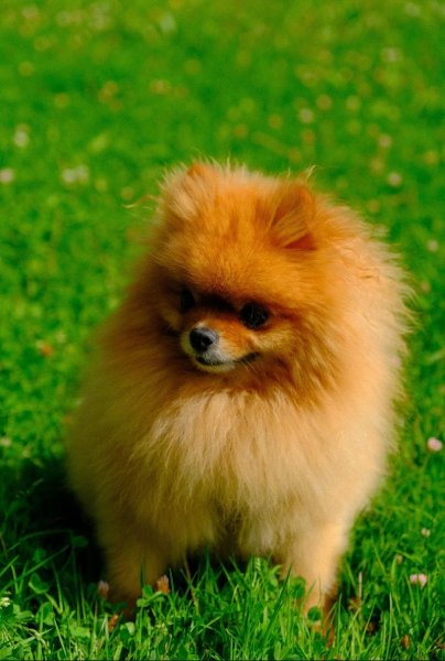 LM éduc-canine - photo 1