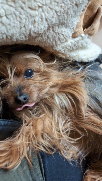 LM éduc-canine - photo 2