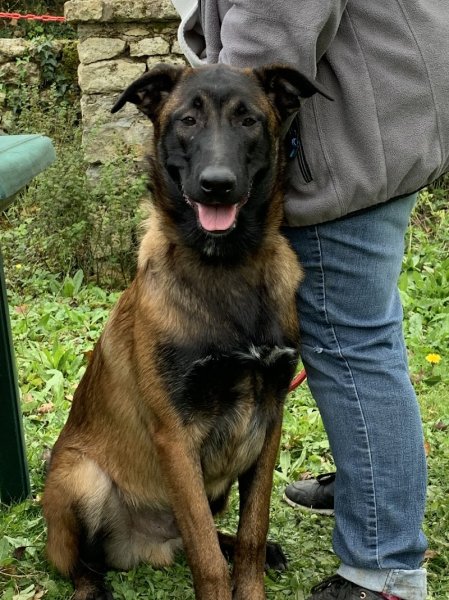 Christelle Albertella Éducateur Canin - photo 2