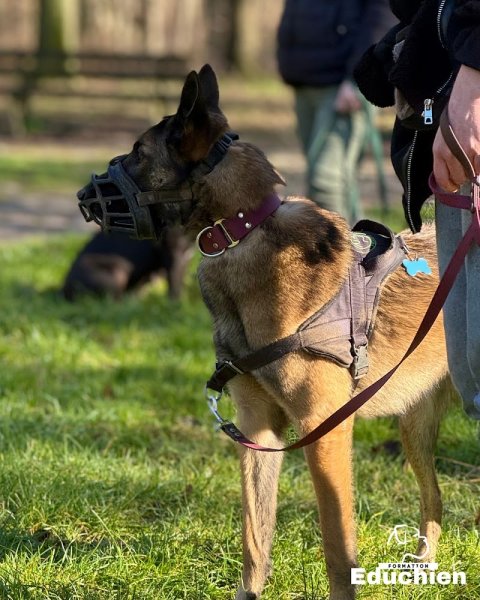 Educhien Formation - photo 2
