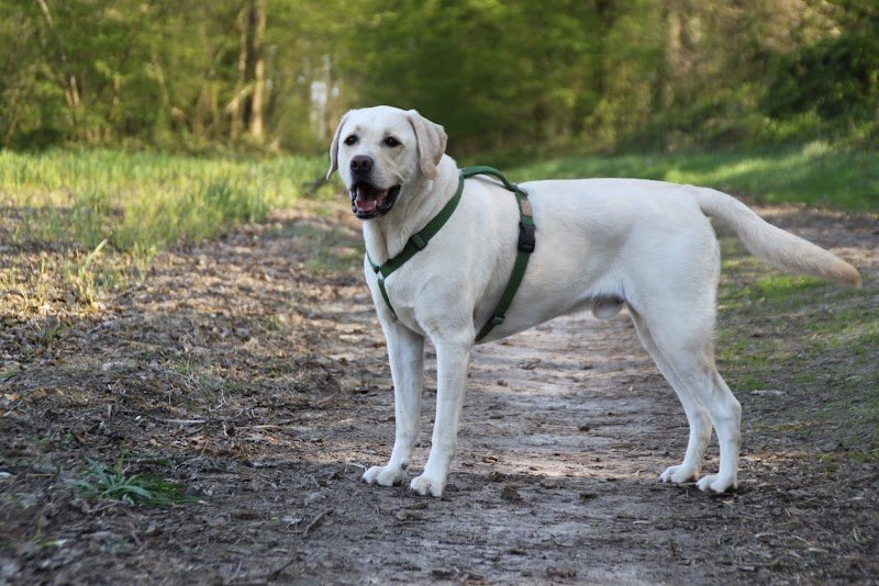 Bienveillance Canine - photo 1