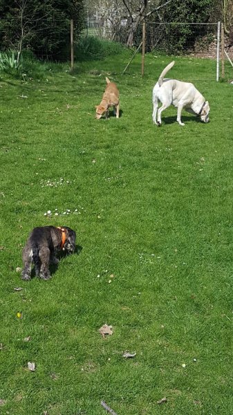 Bienveillance Canine - photo 2