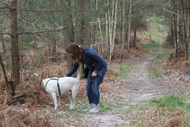 Bienveillance Canine - photo 3