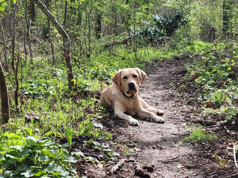 Educpourtous Educateur Comportementaliste Canin - photo 1