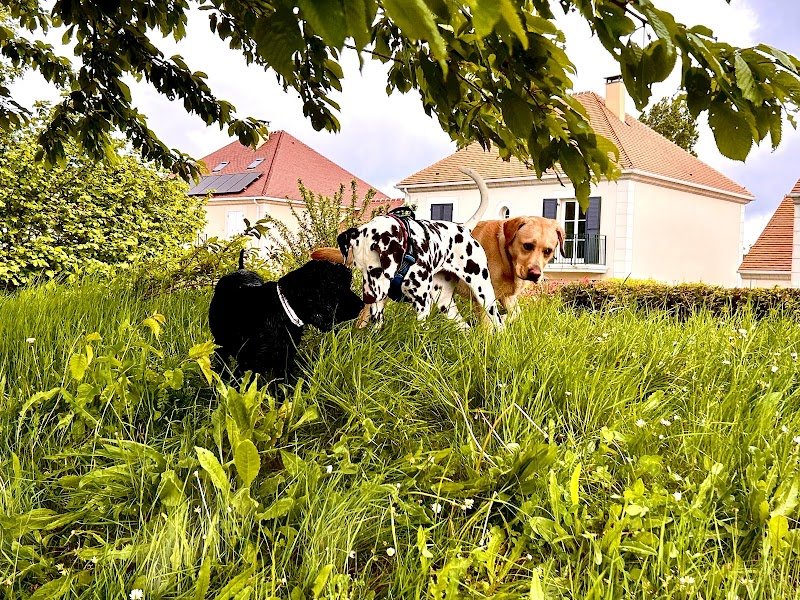 Educpourtous Educateur Comportementaliste Canin - photo 2