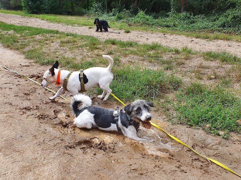 Wendywalkingdog - photo 2