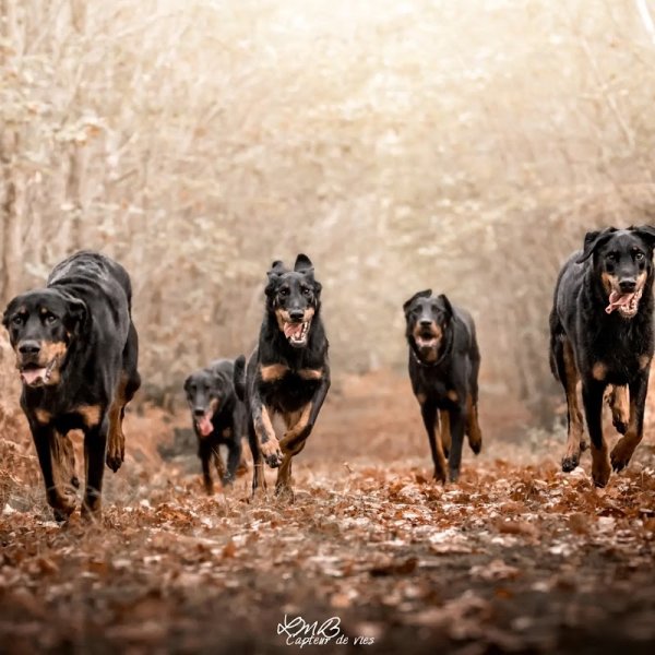 Wendywalkingdog - photo 3