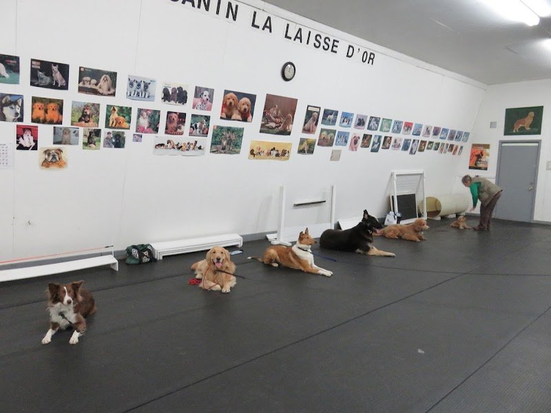 Club Canin La Laisse D'Or - photo 1