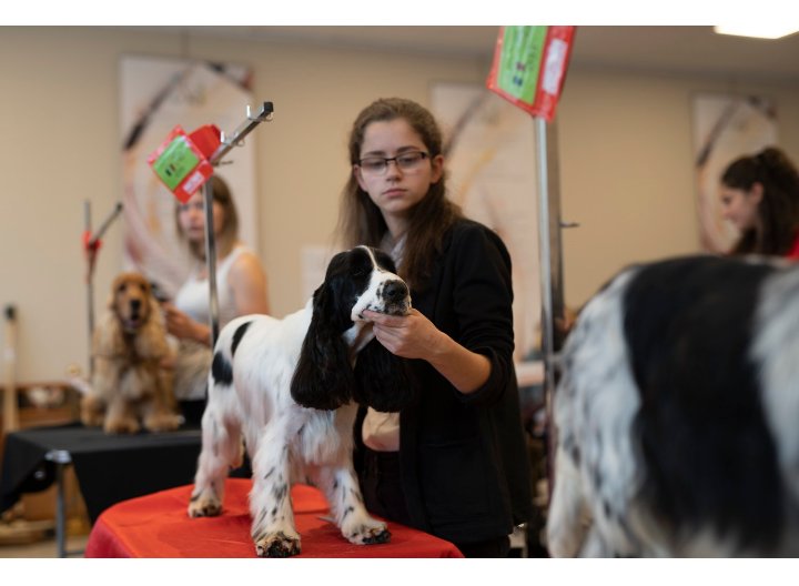 Le Magichien d'Or - EI - Toilettage & Pet Sitter à domicile (28/78/27)