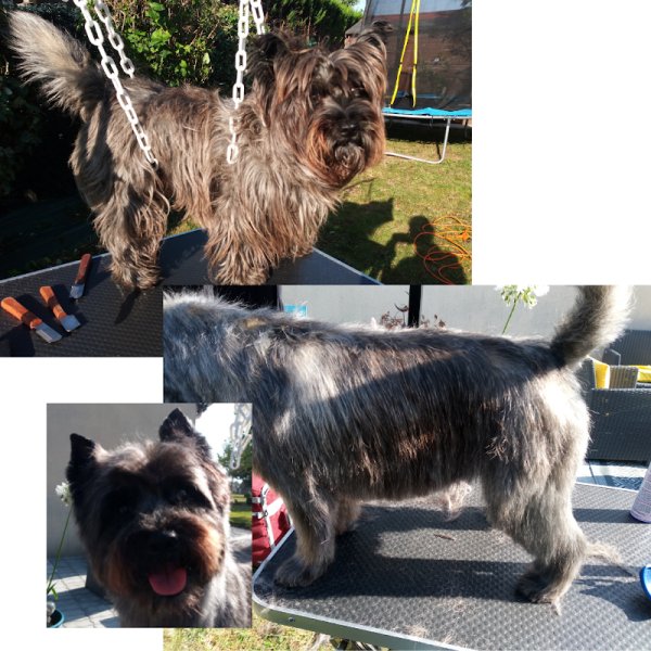 Le Magichien d'Or - EI - Toilettage & Pet Sitter à domicile (28/78/27) - photo 2