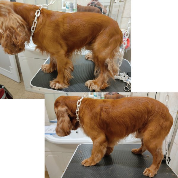 Le Magichien d'Or - EI - Toilettage & Pet Sitter à domicile (28/78/27) - photo 3