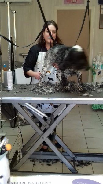 Relouk Chiens Severine - photo 2