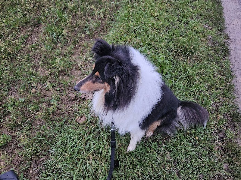 entre chiens et nous 91, Sylvie Dhollander, éducation canine.