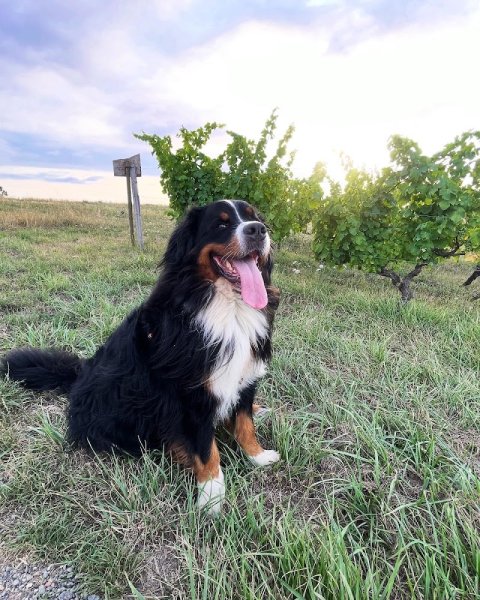 entre chiens et nous 91, Sylvie Dhollander, éducation canine. - photo 2