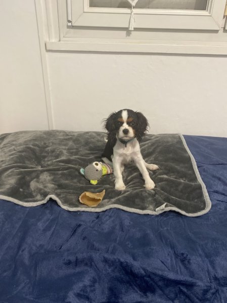 entre chiens et nous 91, Sylvie Dhollander, éducation canine. - photo 3