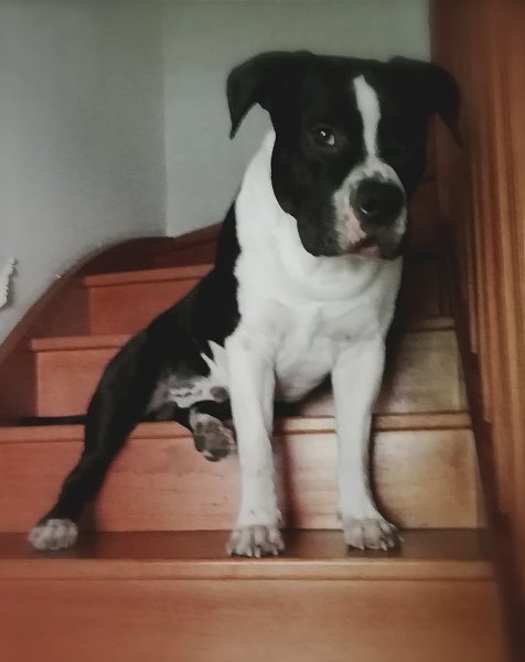 Of Atomic Dog - photo 2