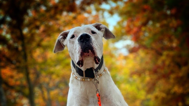 White Dog éducateur canin - photo 1