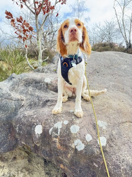 White Dog éducateur canin - photo 2