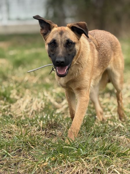 White Dog éducateur canin - photo 3