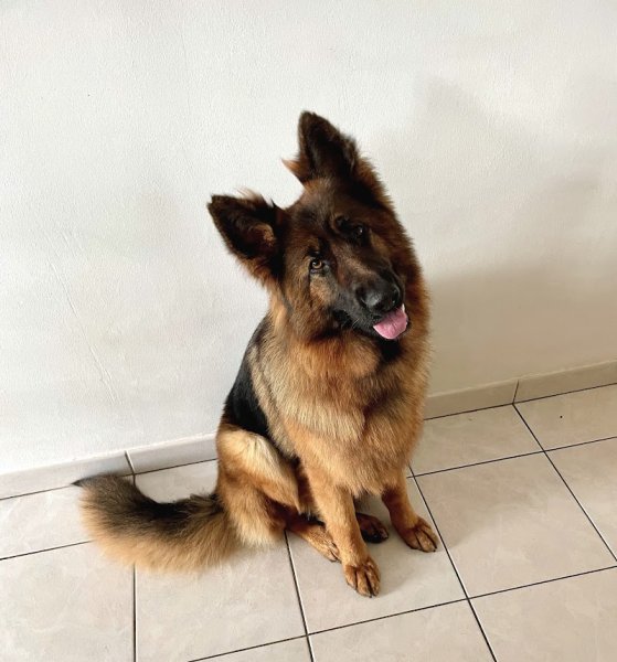 Louise Gabin - Educatrice canin - photo 1