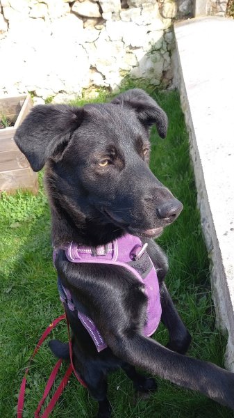 Lily Services Canins - photo 1