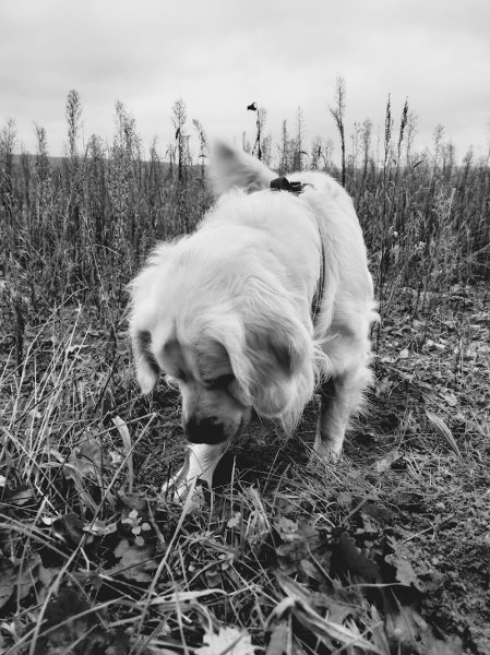 Lily Services Canins - photo 2