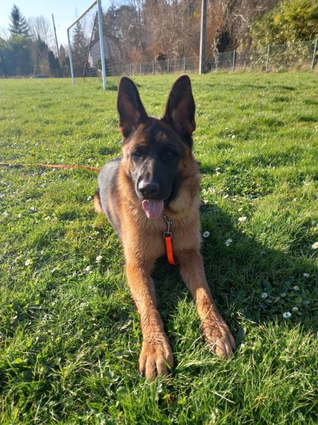 Lily Services Canins - photo 3