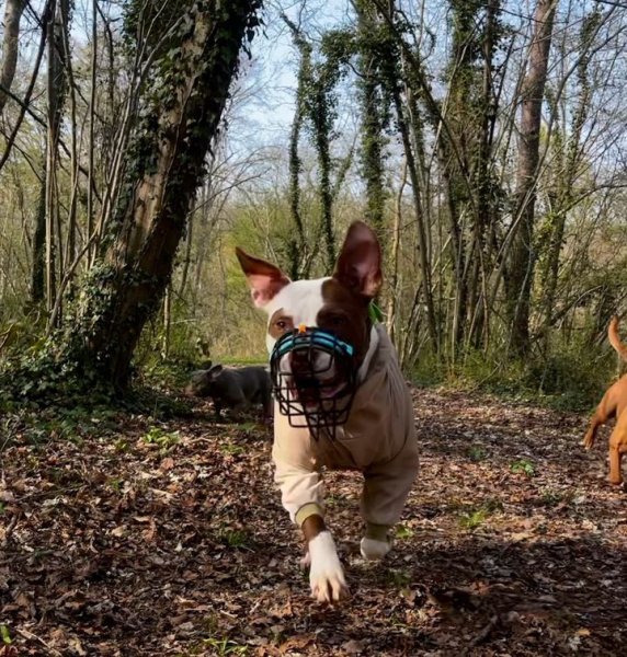 Les crazy dogs Educateur Canin