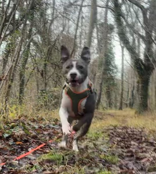 Les crazy dogs Educateur Canin - photo 2