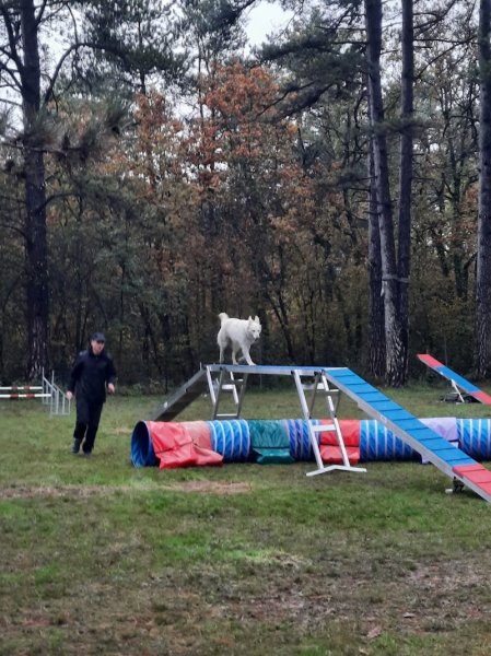 Club Canin - SEC Sud Essonne Bouville