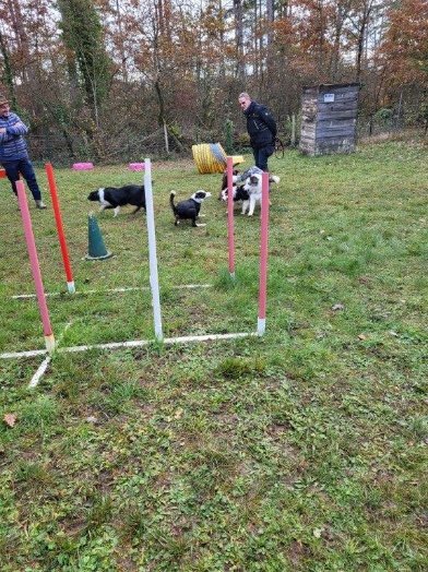 Club Canin - SEC Sud Essonne Bouville - photo 2