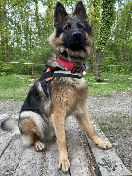 Club Canin Ollainville