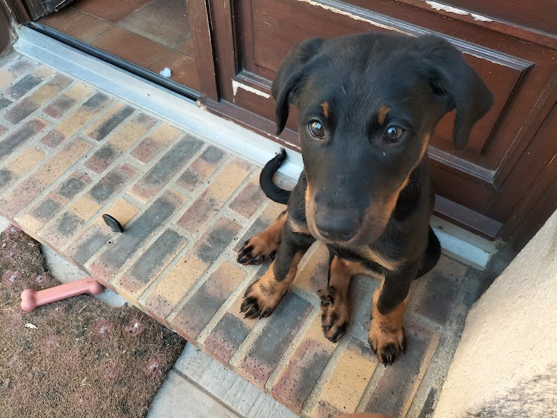 Stéphane Renaud - Education Canine - photo 1