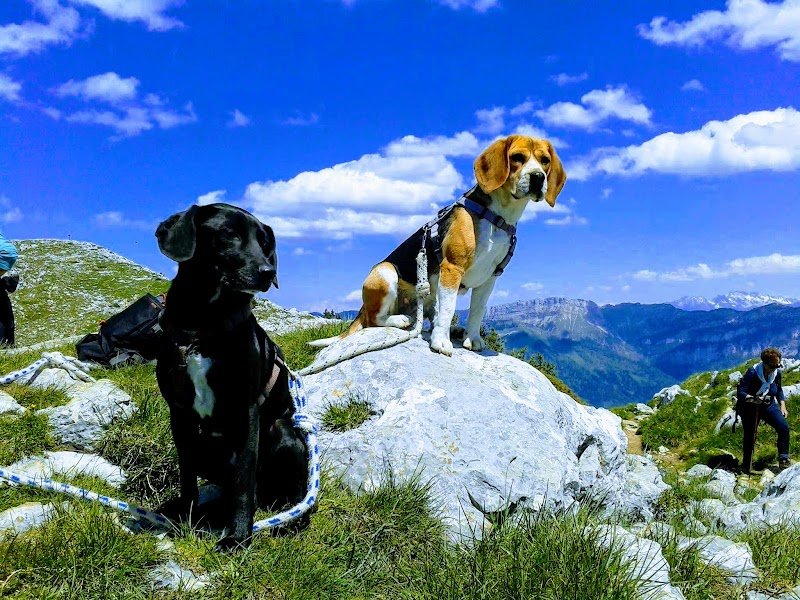 Dog's mind - Educateur canin et comportementaliste