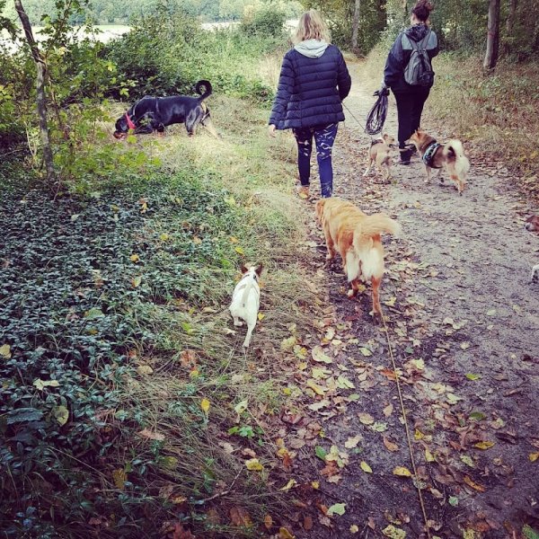 Dog's mind - Educateur canin et comportementaliste - photo 2