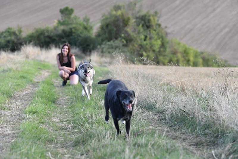 Anim'S Dog - Education Canine - photo 1