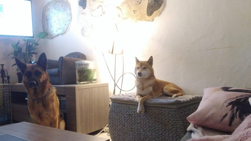 Anim'S Dog - Education Canine - photo 2