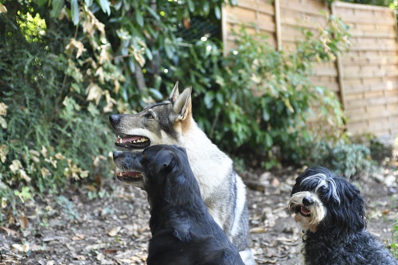 Anim'S Dog - Education Canine - photo 3