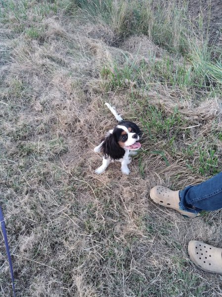 Emeline éducateur comportementaliste canin Coach Ouaf