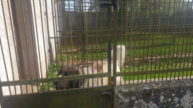 pension canine et feline - photo 2