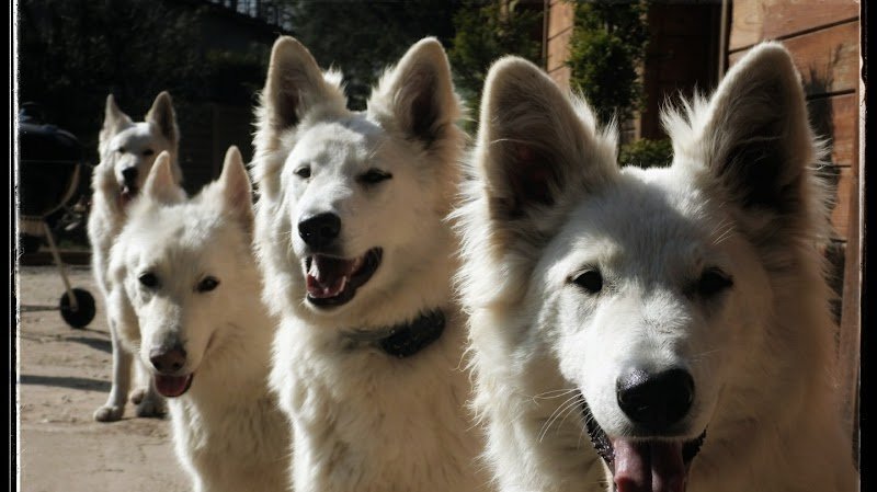 Pension canine la Forêt des Bergers