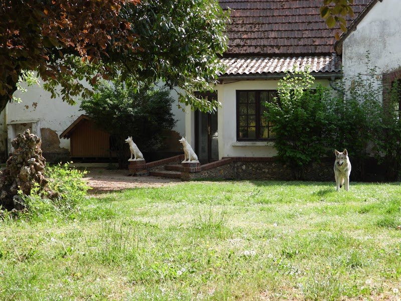 Pension canine la Forêt des Bergers - photo 2