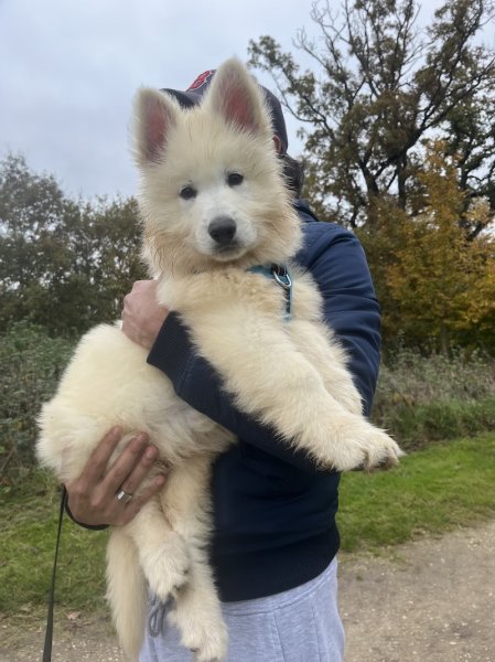 Pension canine la Forêt des Bergers - photo 3