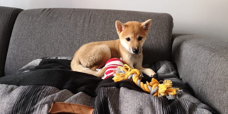 Parlez Vous Chien - photo 2