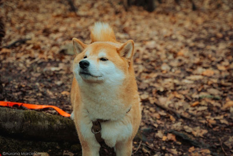 Les Chiens de Victor - Education en ligne et présentiel / meute - photo 3