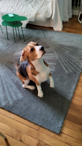 CANI CLASS Education Canine et Comportement - photo 2